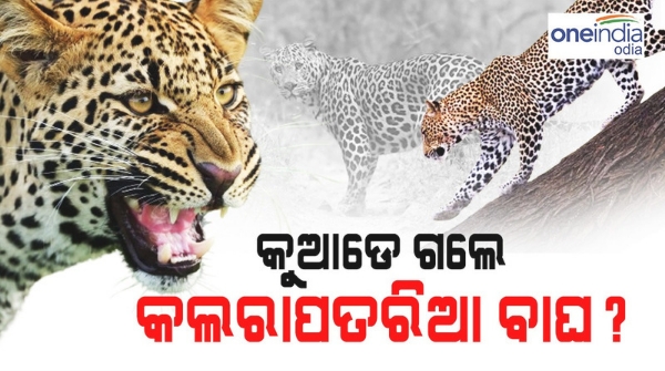 kalarapataria tiger population