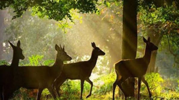 Wildlife Protection