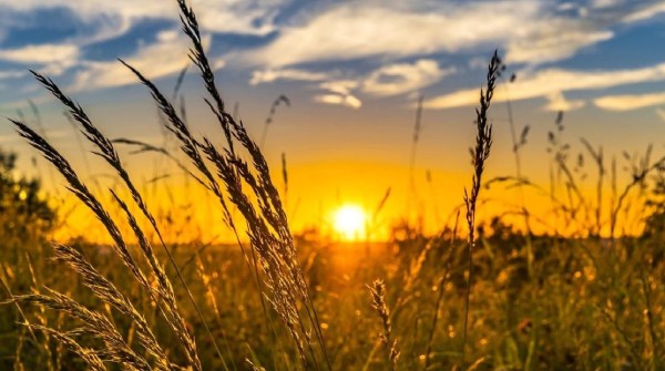 bolangir young man dead in sunstroke