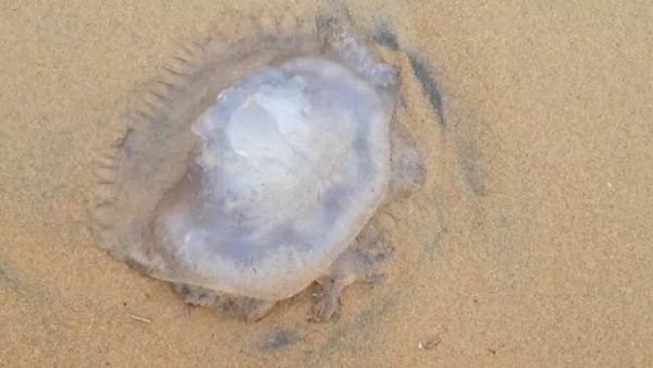 Jelly fish