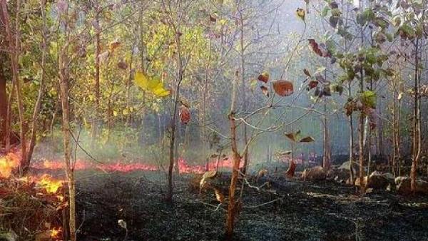 Shimilipal forest