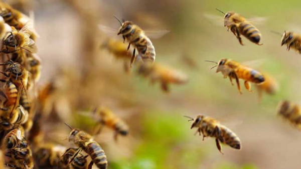 bee attack