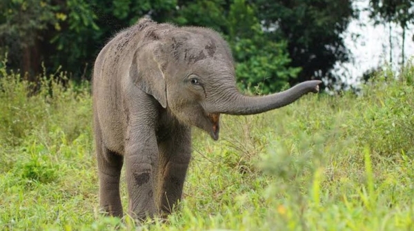 elephant