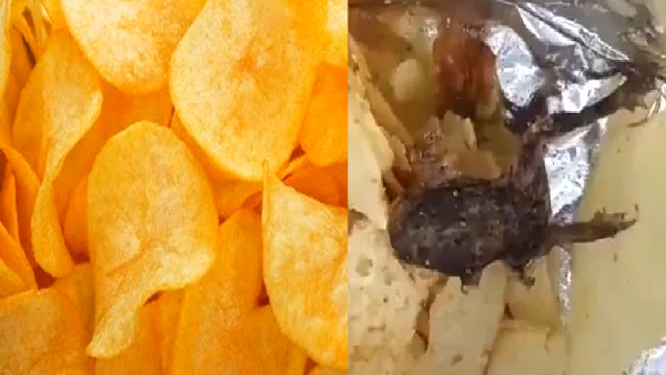 Dead Frog In Potato Chips
