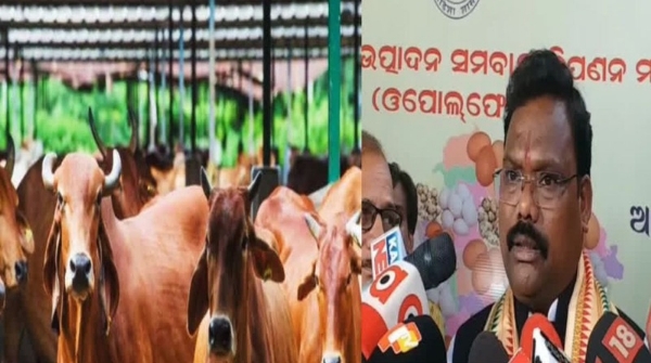 Dairy Farming Dairy Farming