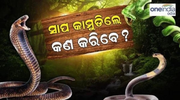 Great fear of snake bites