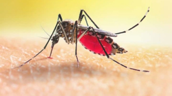 Dengue in odisha
