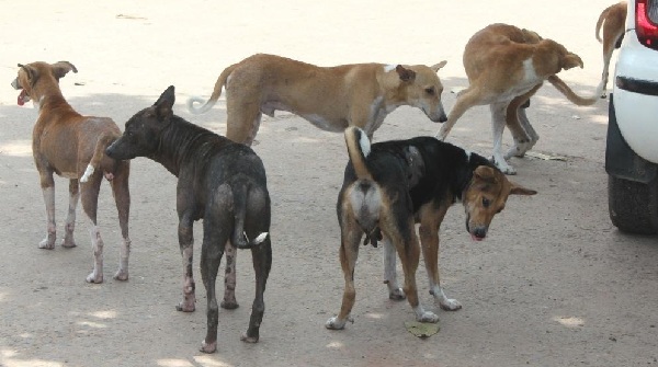 Stray Dog Menace