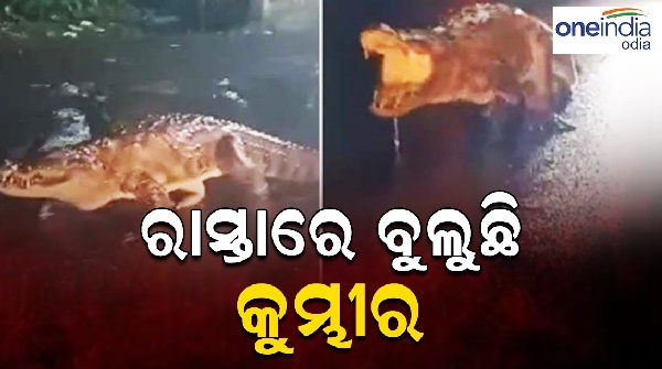 8-foot-long crocodile
