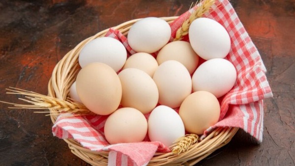 egg