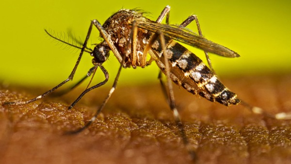 Dengue