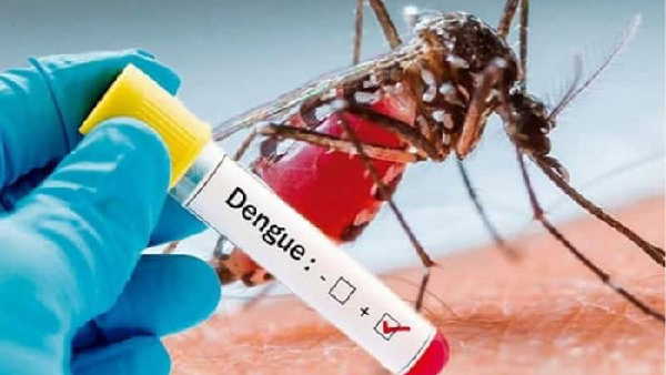 Dengue news
