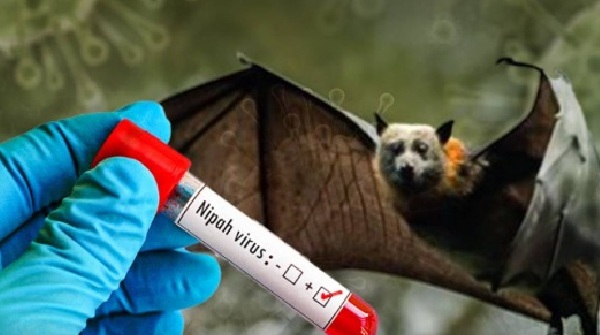 nipah virus