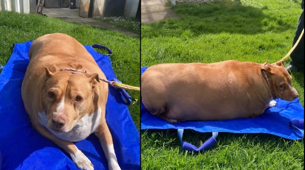 Overfeeding Dog To Death