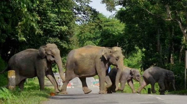 World Elephant Day