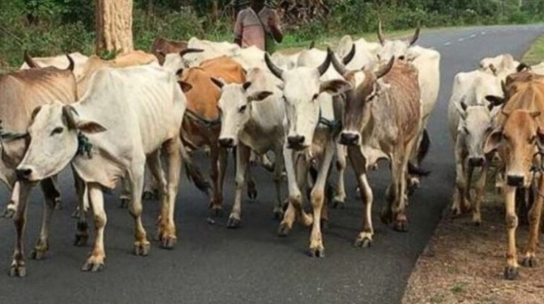 16 cattle dead