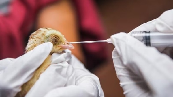 Bird flu scare
