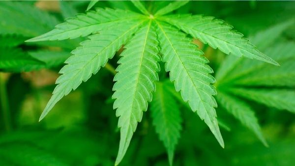 bhang