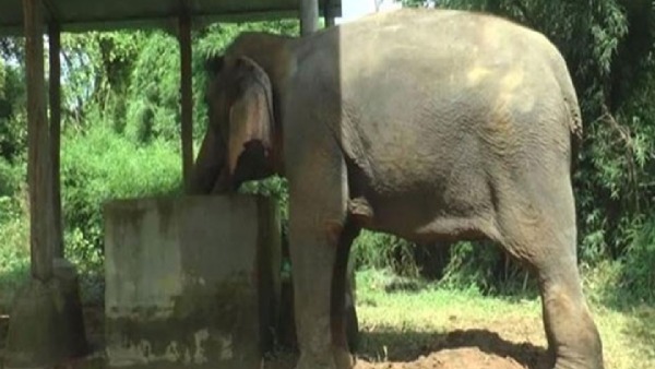 Elephant Ramu
