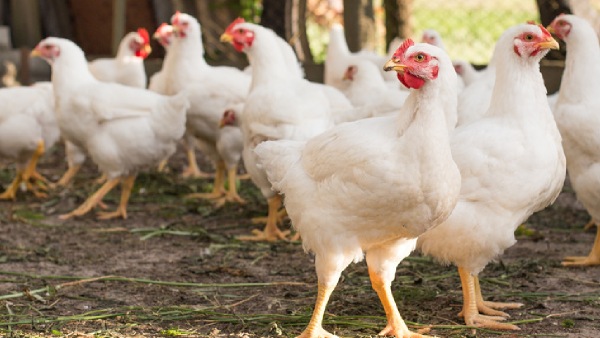 bird flu