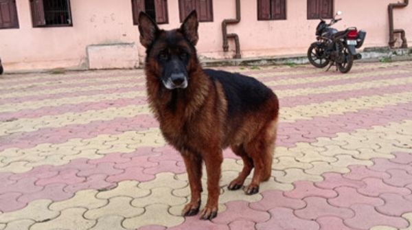 Storm dog f