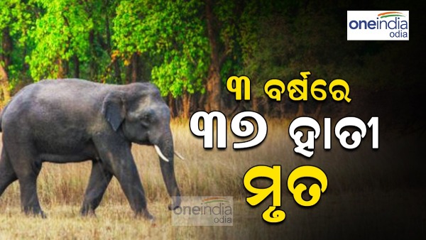 elephants