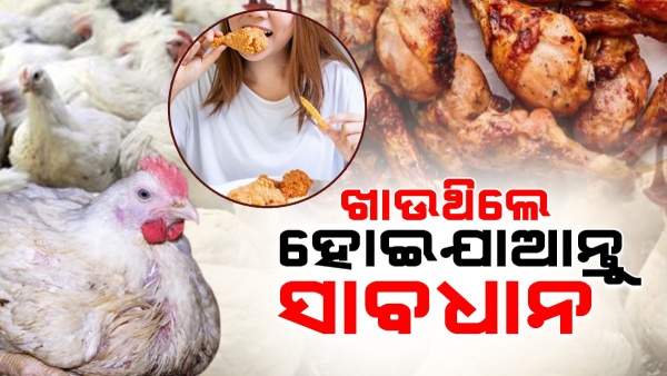 Bird Flu