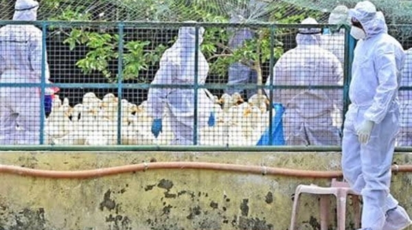 bird flu