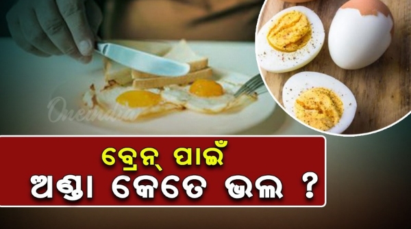 eggs for the brain