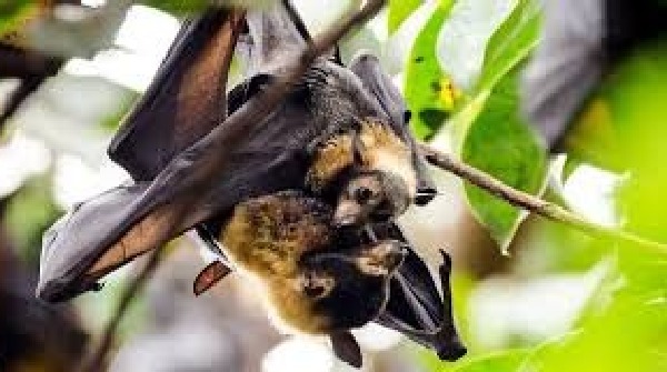 bats