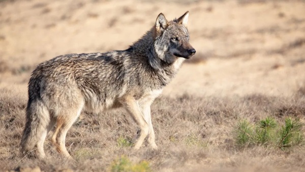 wolf attack