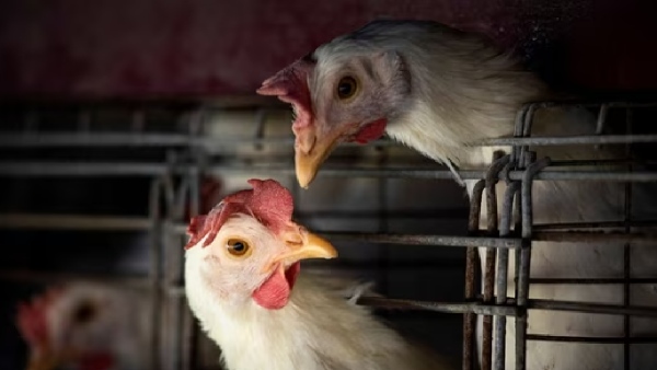 Bird flu