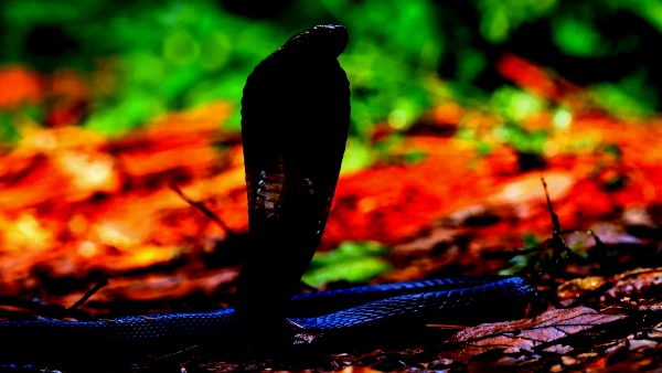snake bite snake bite