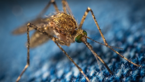dengue