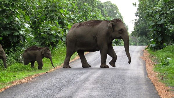 elephants