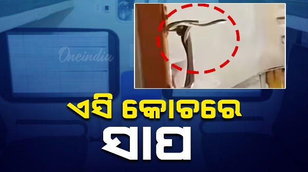 Snake takes a ride on AC train coach