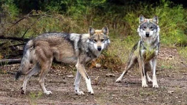 Wolves terrorized
