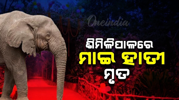 elephant died