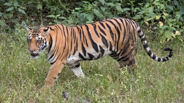 five tigress