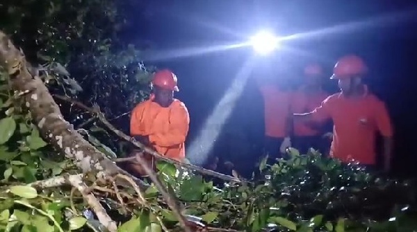 cyclone dana Uprooted tree in Kendrapar