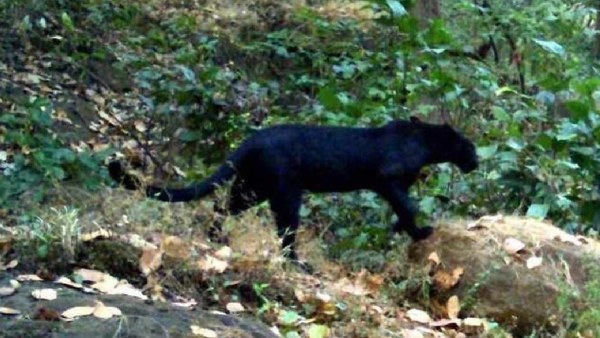 black panther