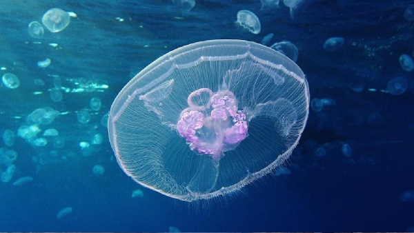 Jellyfish
