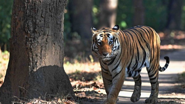 tiger