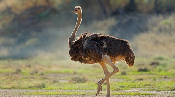 Ostriches