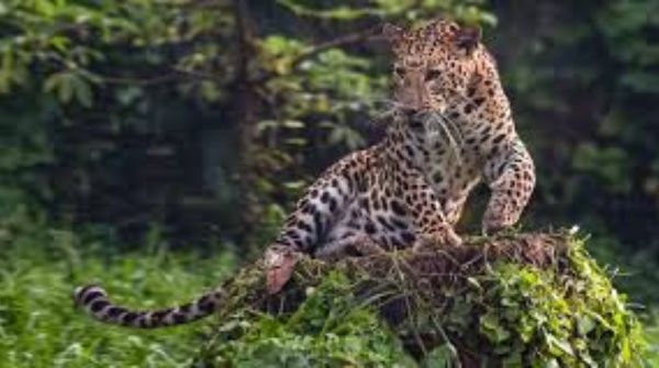 odisha s first Kalarapatriya tige