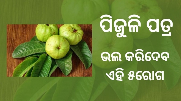 guava leaves