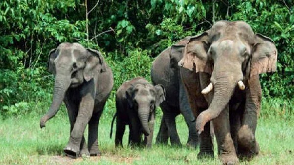Elephant census