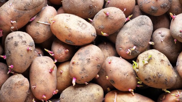 eat potatoes