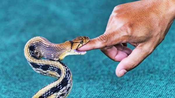 Snakebite death