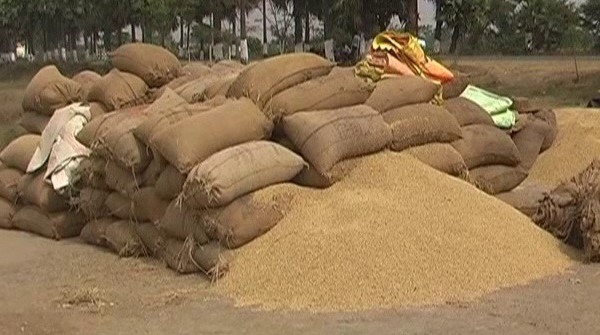 paddy harvesting to begin from november 20